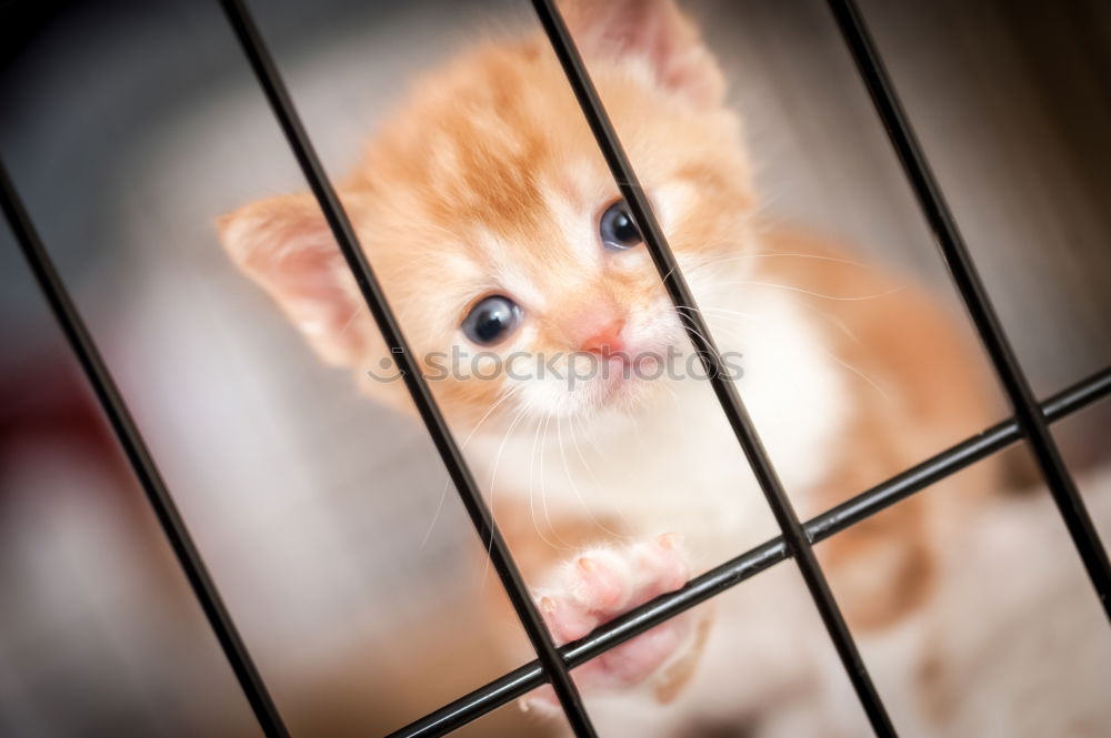 Similar – Image, Stock Photo occupant Water Pet Pelt