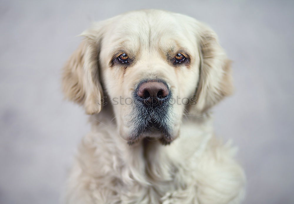 Yellow Labrador retriever before cherry blossoms