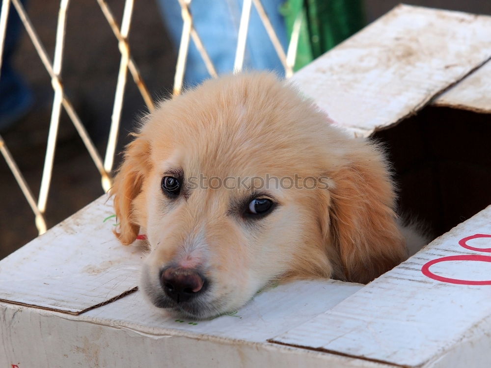 Similar – Image, Stock Photo puppy Pet Dog Puppy 1