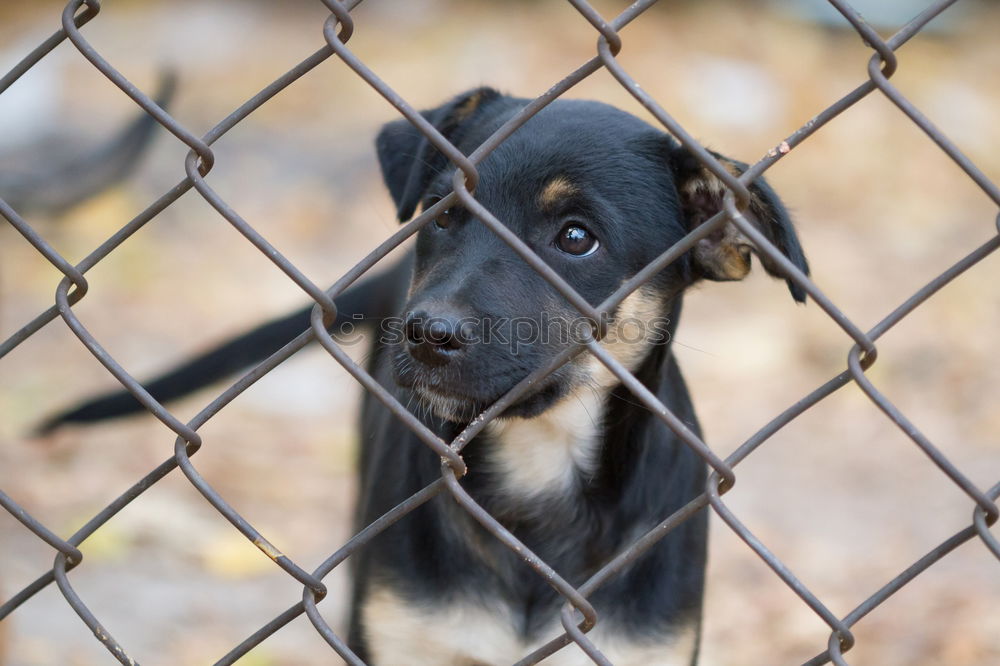 Similar – Image, Stock Photo Closeup of a husky dog looking through the bars of a cage