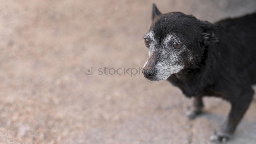 Similar – Image, Stock Photo Nursing care for the elderly