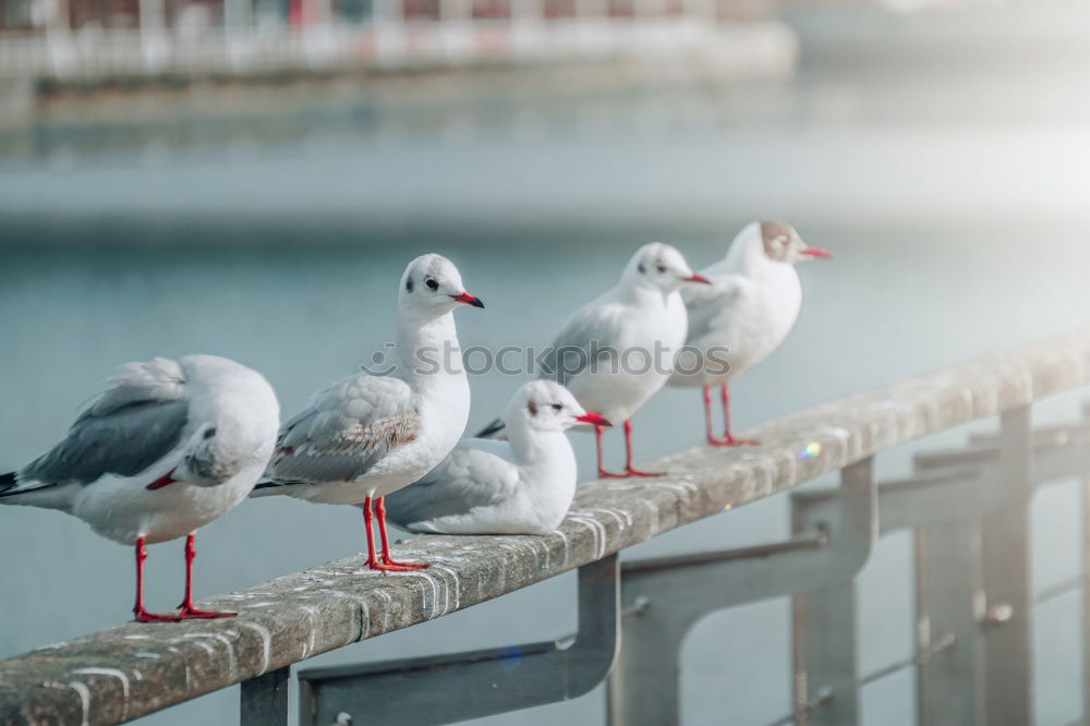 Image, Stock Photo Pigeon taking off Animal