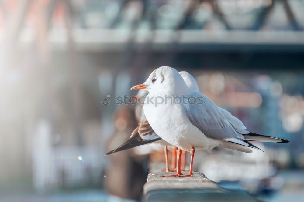 Similar – Image, Stock Photo little Puffin (3) Coast