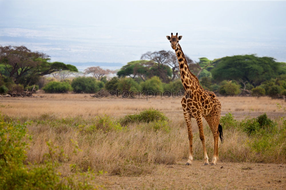 Similar – giraffe family Namibia