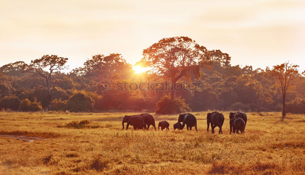 Similar – Beautiful landscape with wild horses