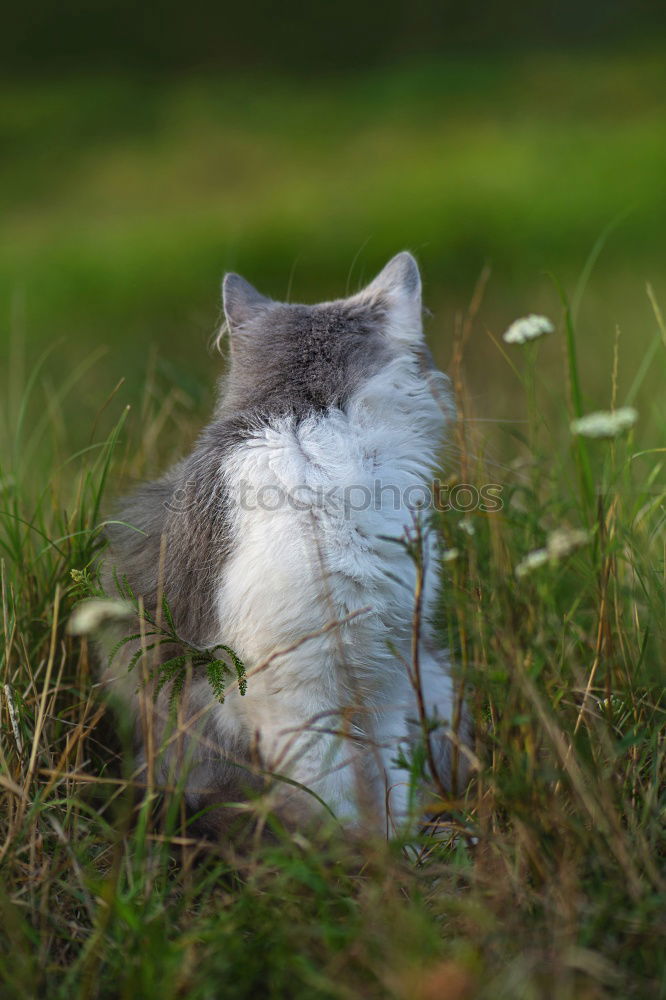 Similar – Grey cat sitting on a grass in a garden