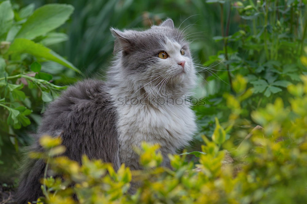 Similar – Katze versteckt in gelben Pflanzen