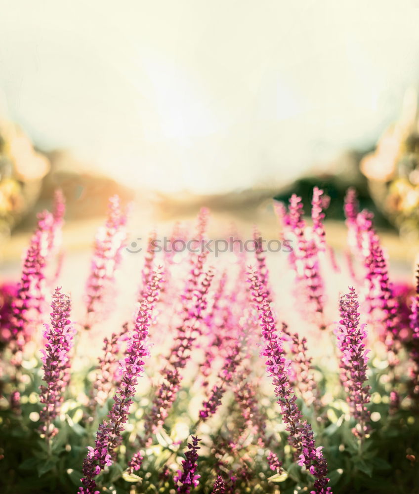 Similar – Wild sage on nature background