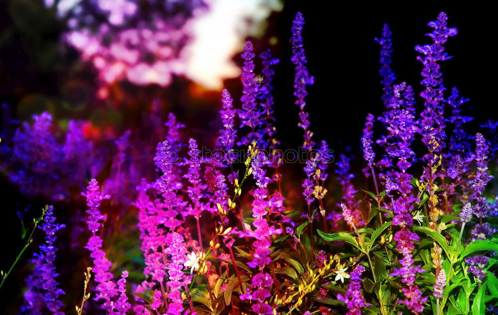 Similar – Image, Stock Photo flowering lavender as a mood enhancer