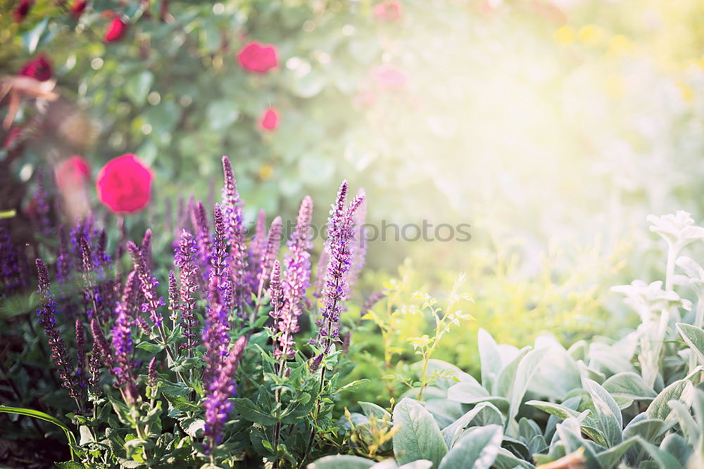 Similar – Image, Stock Photo Lavender Dwarfs Lifestyle