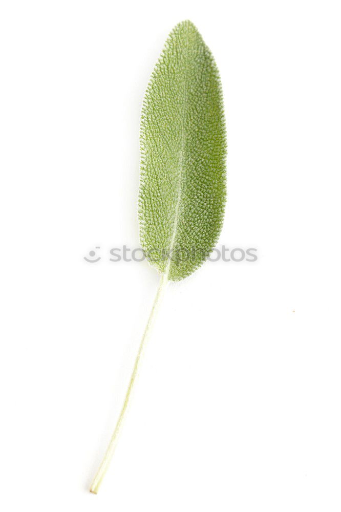 Similar – fruits and also the leaf of a plane tree