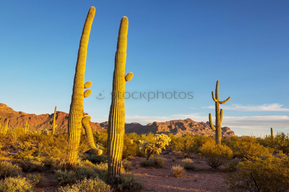 Similar – Image, Stock Photo Joshua Tree Well-being