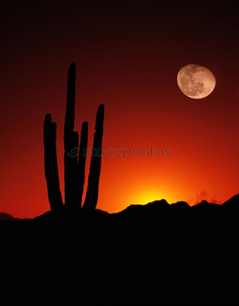 Similar – Image, Stock Photo Wild West and howling coyotes