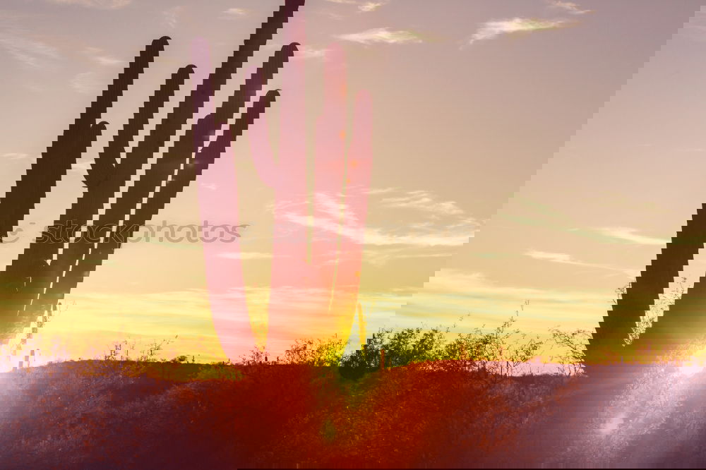 Similar – Image, Stock Photo Wild West and howling coyotes