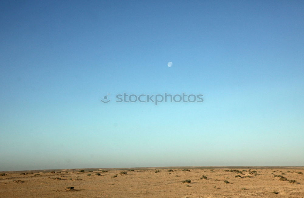 Similar – Image, Stock Photo #A# Desert animal