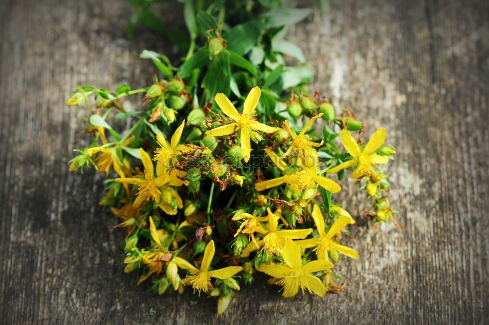 Similar – Image, Stock Photo Autumn coloured leaves and Erica on wood background