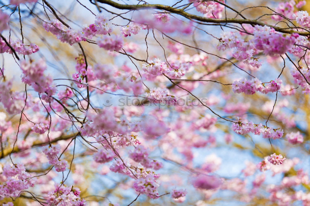 Similar – Image, Stock Photo WHITE vs. PINK Environment