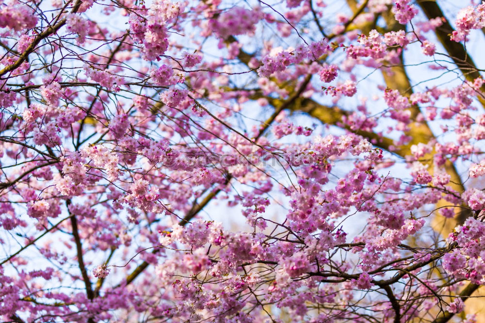 Similar – sakura Nature Plant Sky