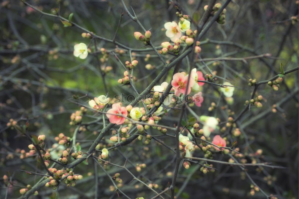 Similar – Image, Stock Photo rose hips Nature Plant