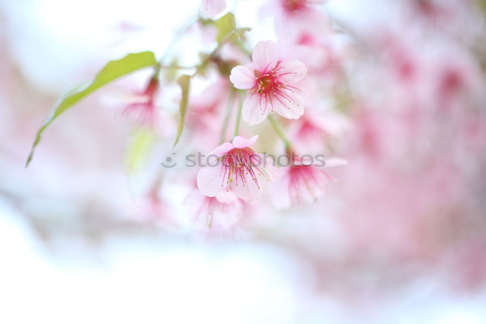 Image, Stock Photo spring fever Blossom Plant