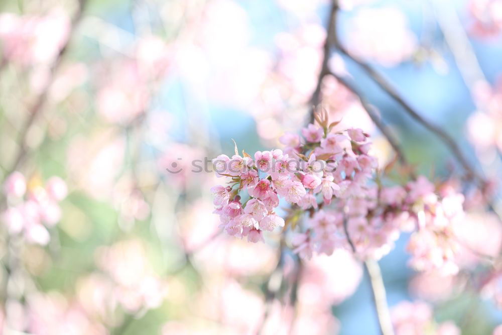 Similar – Spring. Fruit trees twigs with buds and flowers