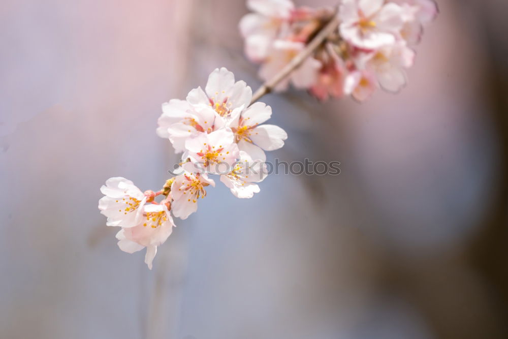 Similar – Image, Stock Photo 6 o’clock in the evening