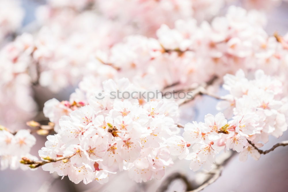 Similar – Image, Stock Photo Blossom of a cherry tree.