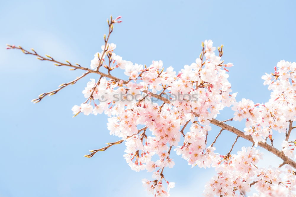 Spring. Fruit trees twigs with buds and flowers