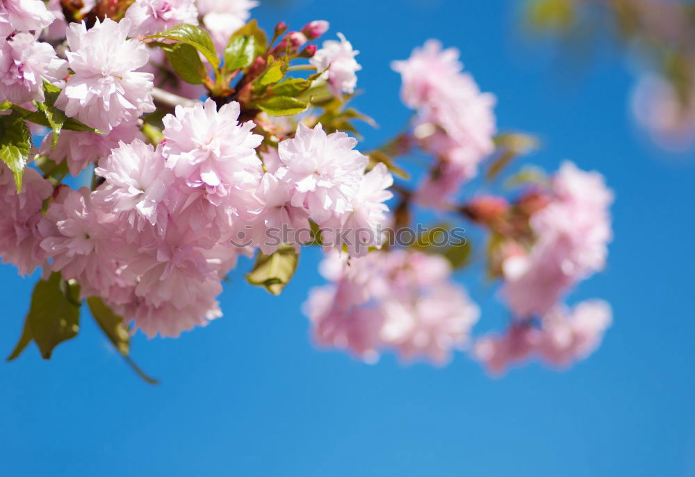 Similar – spring Blossom