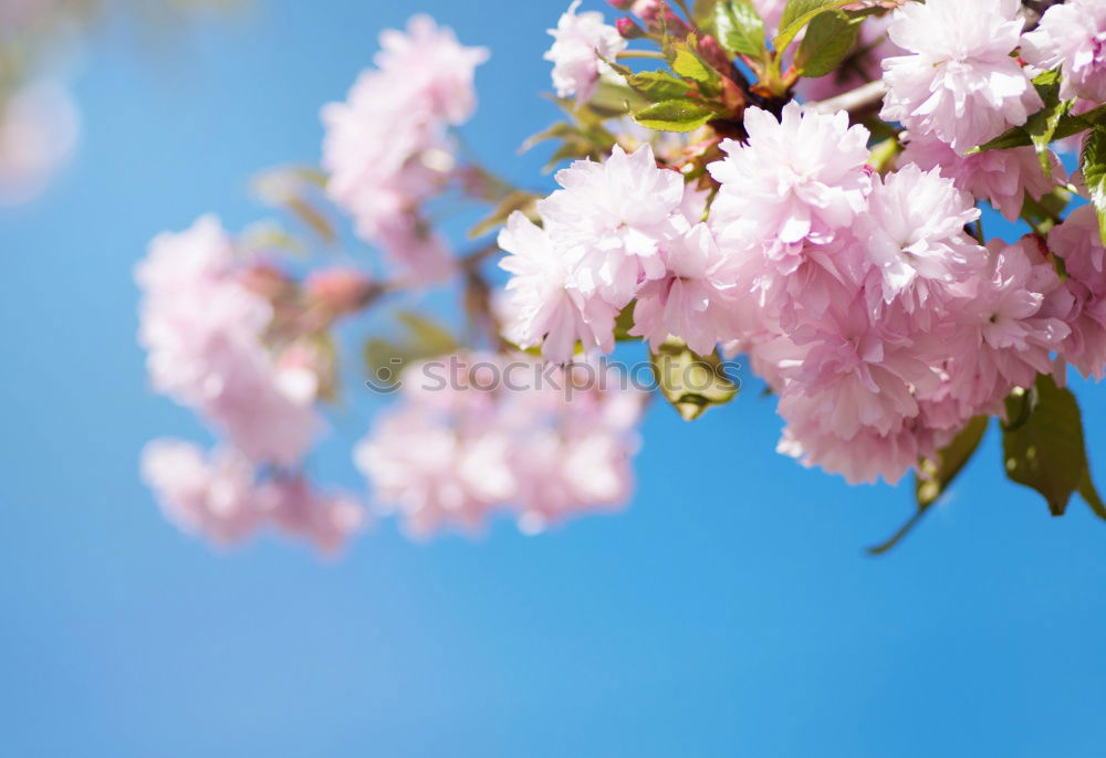 Similar – spring Blossom