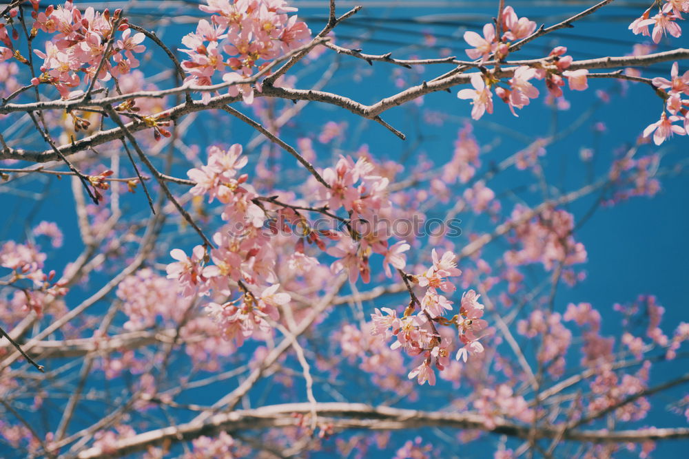 Similar – apple blossom Nature Plant