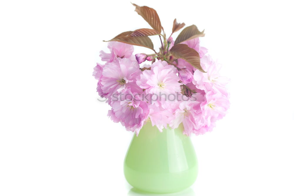 Similar – Image, Stock Photo pot floret Plant Flower