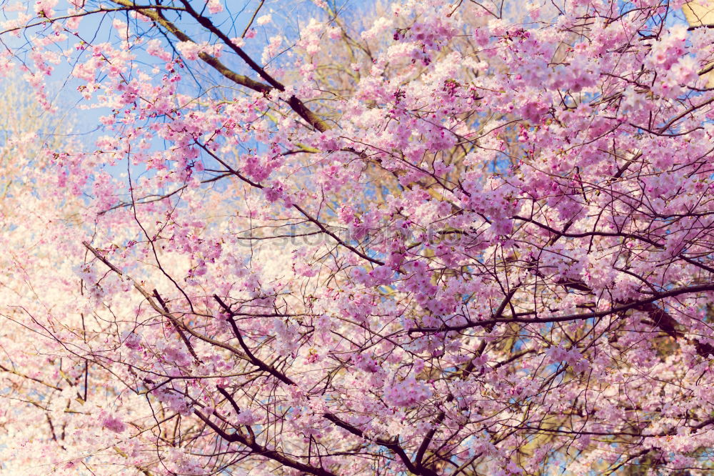 Similar – Der Frühling ist rosa. II