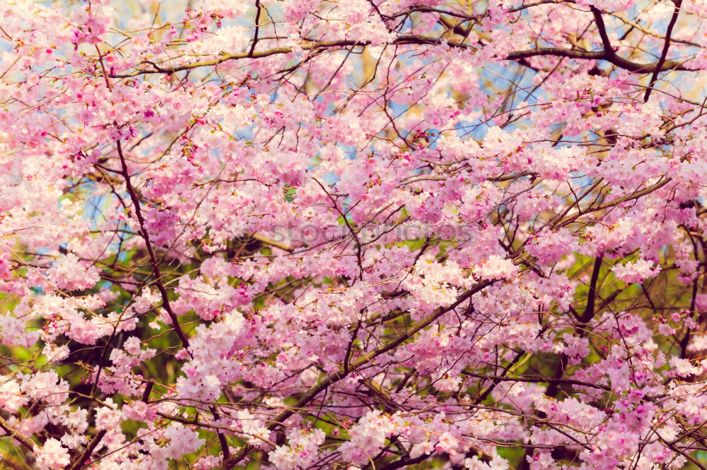 Similar – pink cherry blossom in front of white house