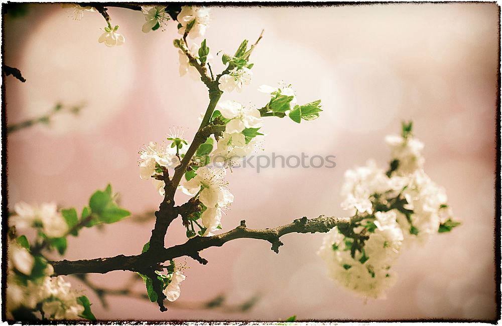 Similar – Green branch in spring sunlight