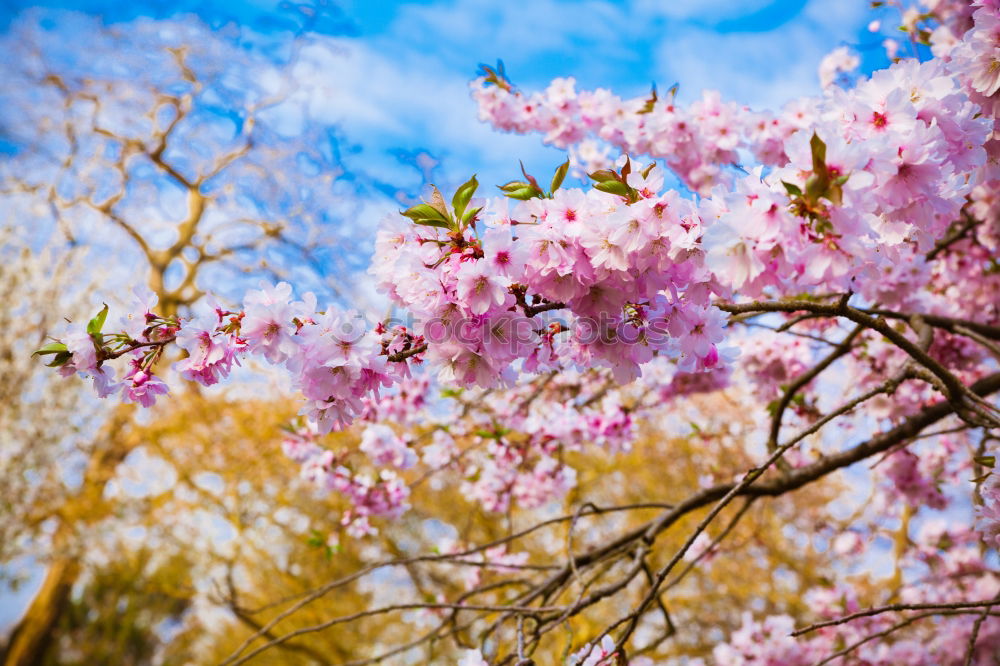 Similar – Image, Stock Photo WHITE vs. PINK Environment