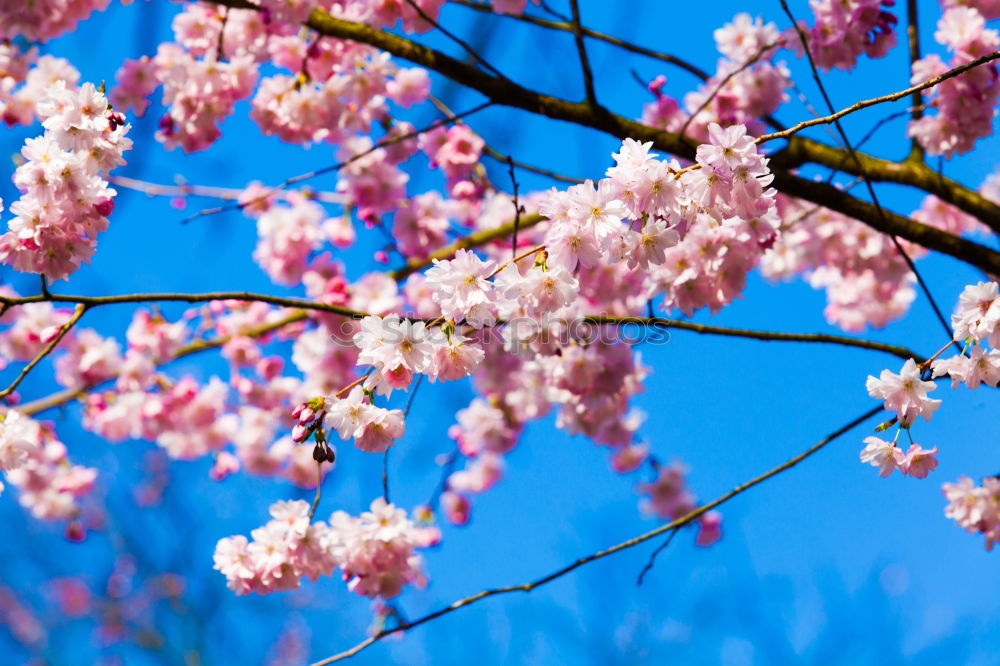 Similar – Ein Tag im Frühling Natur