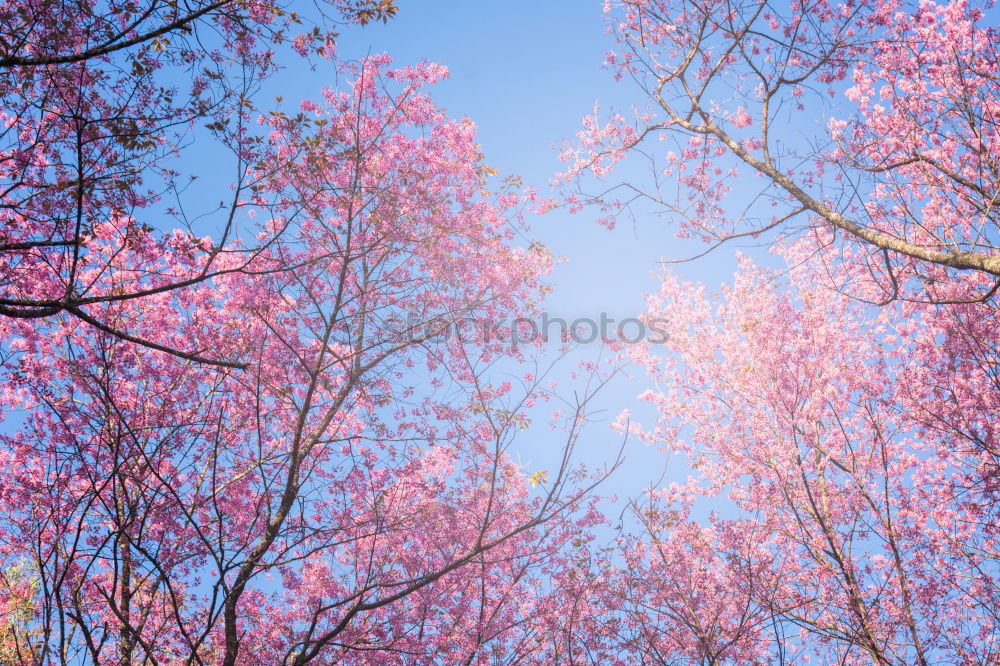 Similar – apple blossom Sky Tree