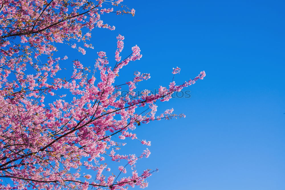 Similar – Image, Stock Photo a little spring. Gardening