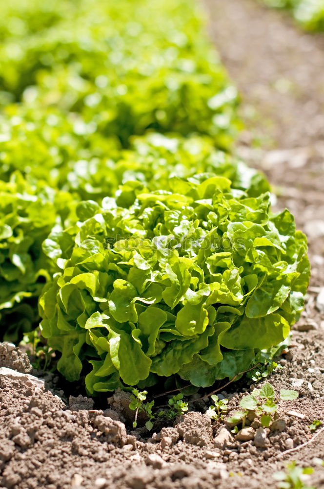 Similar – Image, Stock Photo Picking spinach in a home garden