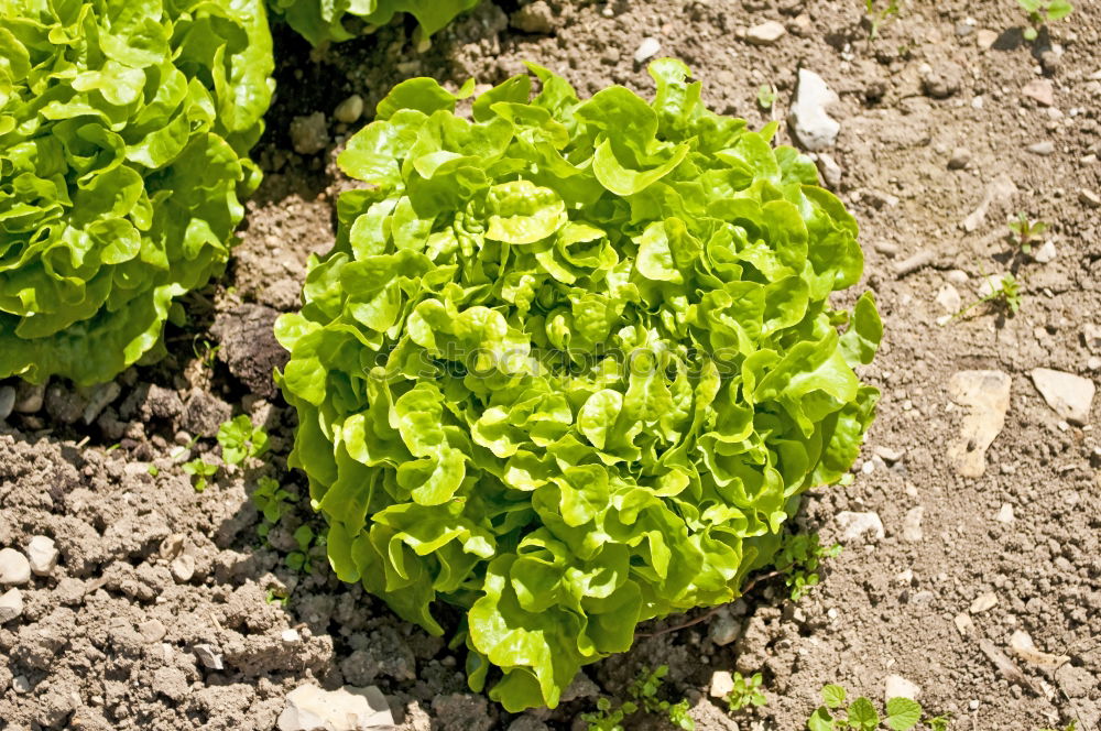 Similar – salad Lettuce