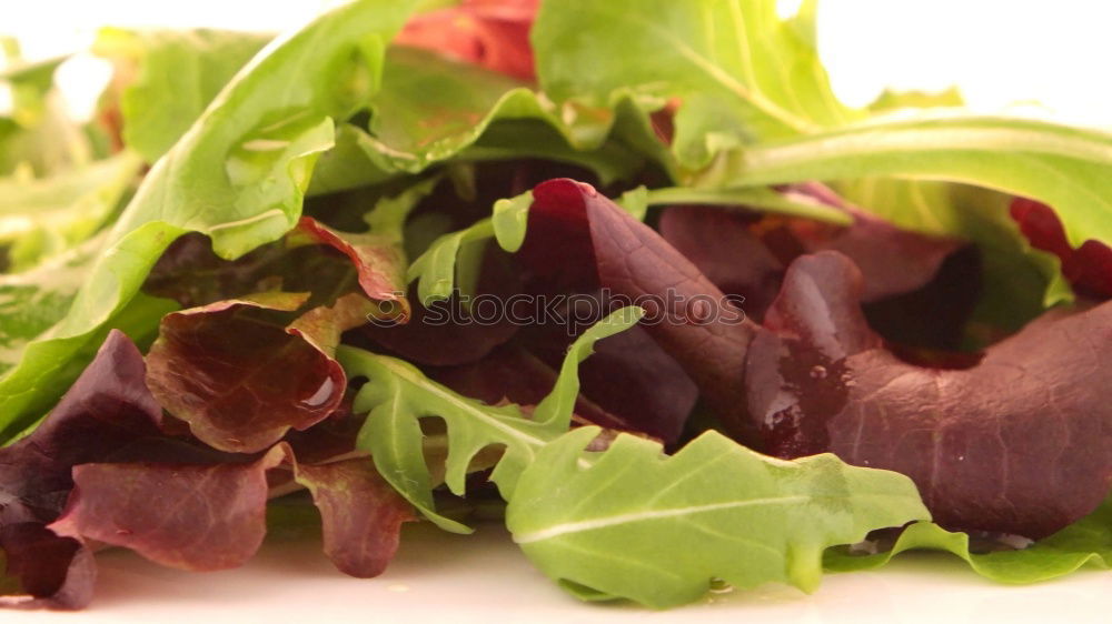 Similar – Rainbow Vitamins Lettuce