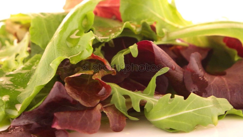 Similar – Rainbow Vitamins Lettuce