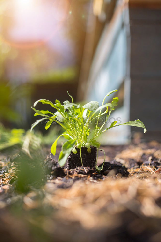 Similar – Growing vegetables in tubs on balcony