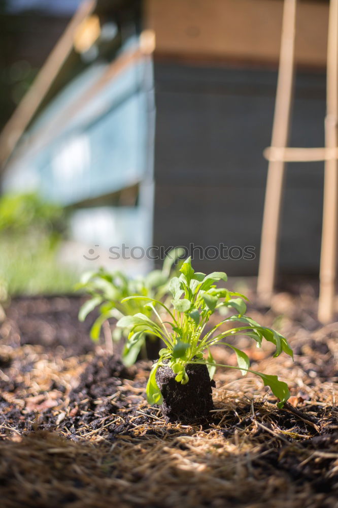 Similar – Image, Stock Photo unnoticed Environment