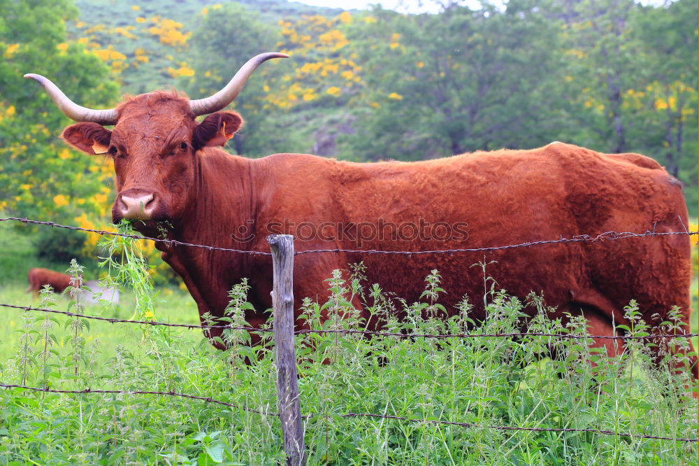 Similar – Scottish Highland Cattle from Usedom