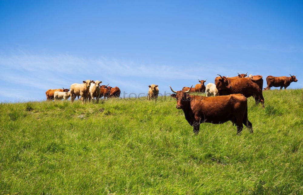 Similar – Scottish Highland Cattle from Usedom