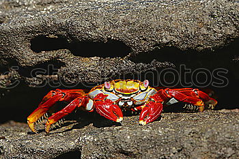 Red cliff crab Nature