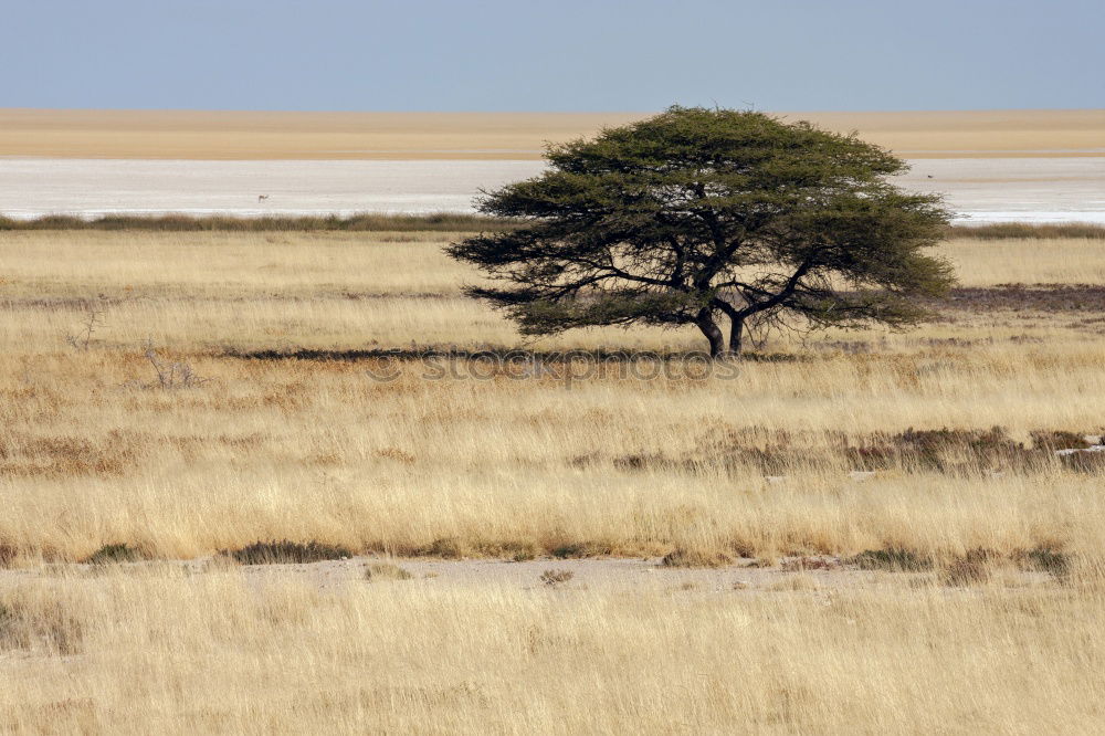 Similar – Image, Stock Photo safari park Nature