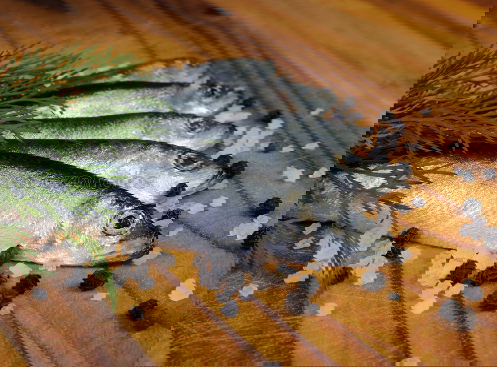 Similar – Image, Stock Photo Fresh smelt fish in spices for cooking on a kitchen board